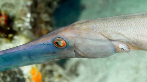 Close-up of fish swimming in sea