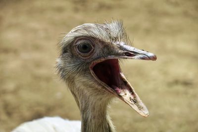 Close-up of a bird