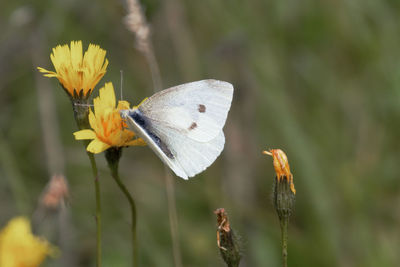 Close-up of butterfly pollinating on flower