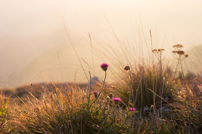 Close-up of flowers growing in field