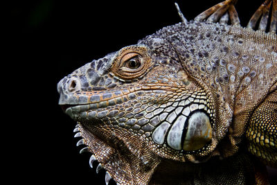 Close-up of lizard on black background