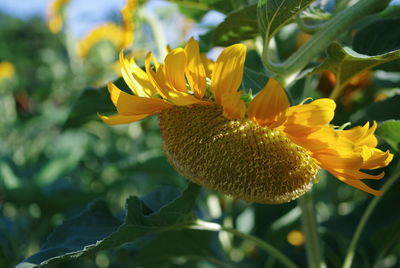 Close-up of bee on sunflower