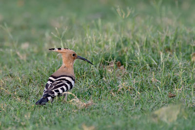 Close-up of bird on field