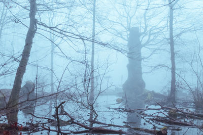 Bare trees in forest during winter