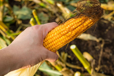 Close-up of hand holding leaf