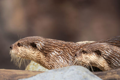 Two otters on land side view