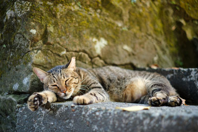 Portrait of a cat resting on rock