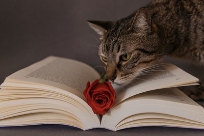 Close-up of cat on open book