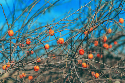 Beautiful autumn screensaver with bright accents. dry brown branches with orange plum berries 