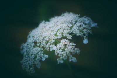 Close-up of white flowering plant