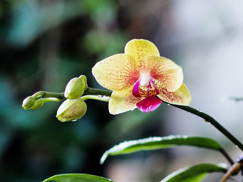 Close-up of flower blooming outdoors