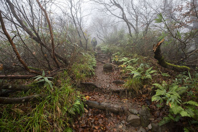 Trees in forest