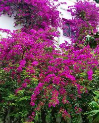 Pink flowers blooming on tree
