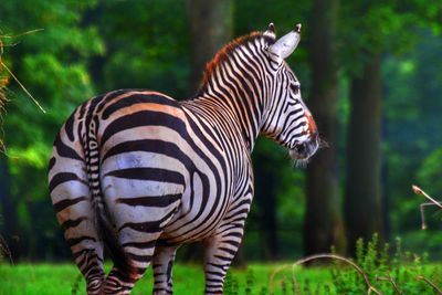 Close-up of zebra standing on grass