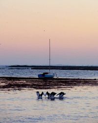 Ducks on beach against clear sky at sunset