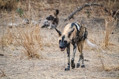 A close-up of a beautiful wild dog in the savannah