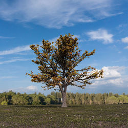 Tree on field against sky