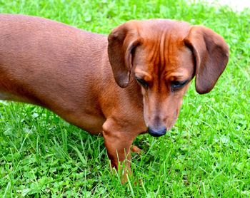 Dog on grassy field