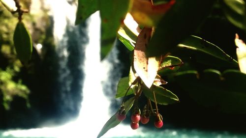 Close-up of plant against blurred background