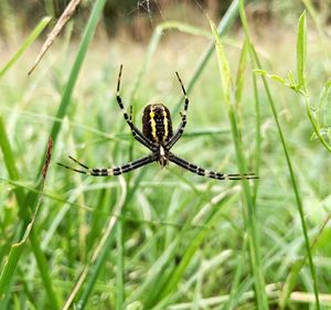 Close-up of spider on web