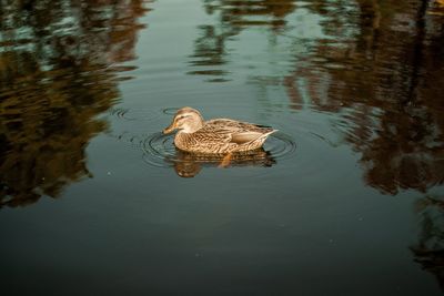 High angle view of duck swimming in lake