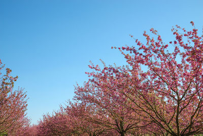 Low angle view of cherry blossoms against blue sky