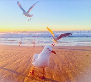 Seagull flying over beach against sky