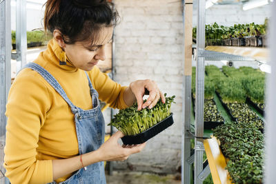 Young female farmer growing microgreens on indoor vertical garden. woman looking after plants. 