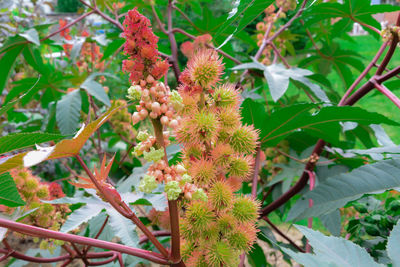 Close-up of pink flowers