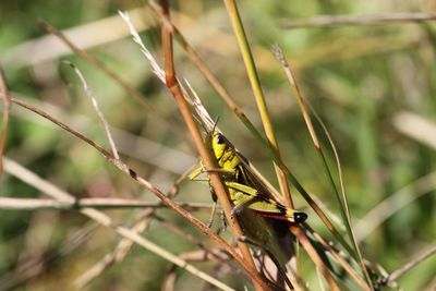 Close-up of insect on plant
