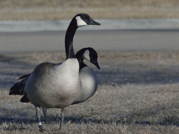 Close-up of duck on lakeshore