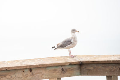 Seagull perching on a wall