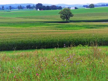 Scenic view of agricultural field