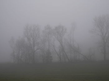Trees in foggy weather