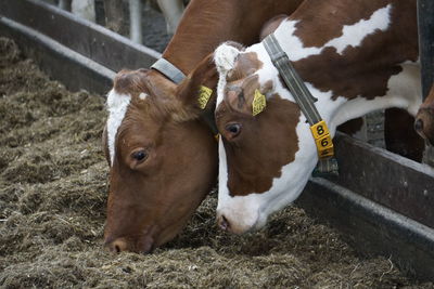 Cows on field