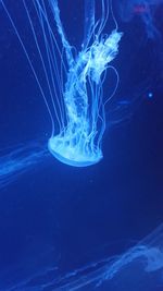 Close-up of jellyfish swimming in sea