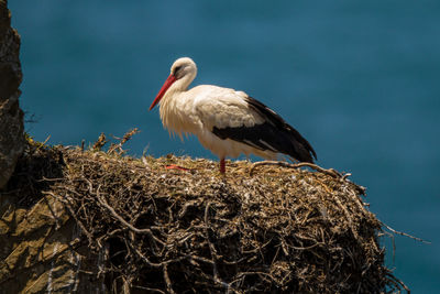 Bird perching on nest