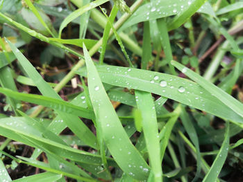 Close-up of raindrops on grass