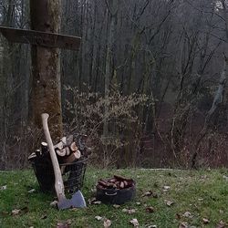 View of tree stump in forest