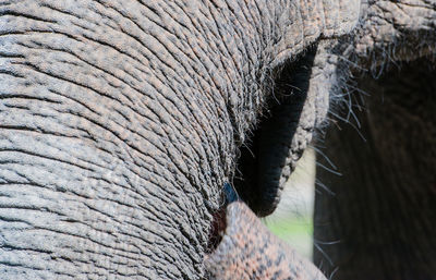 Cropped image of elephant