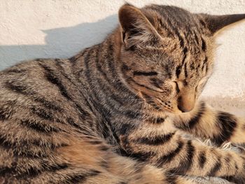 Close-up of a cat