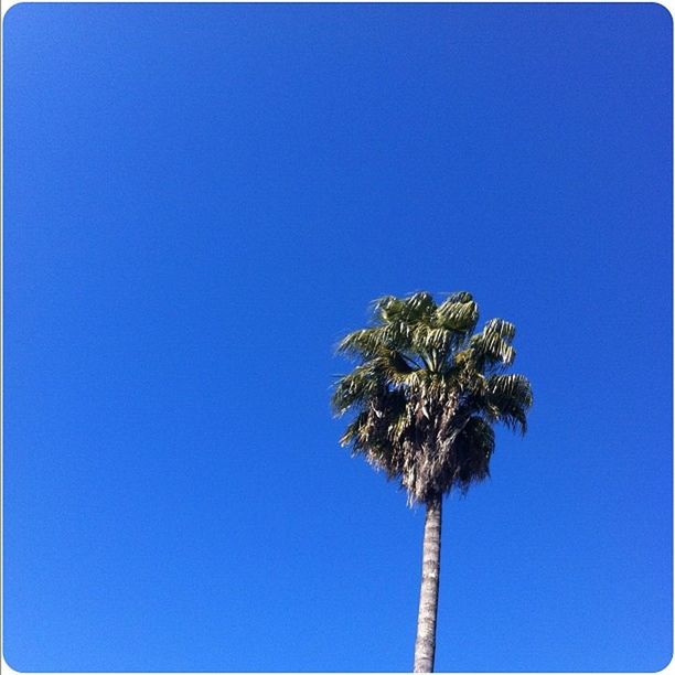 clear sky, low angle view, blue, copy space, tree, palm tree, growth, nature, tall - high, tranquility, beauty in nature, tree trunk, no people, day, outdoors, tranquil scene, scenics, tall, auto post production filter, silhouette