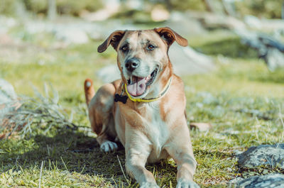 Portrait of dog sitting on field