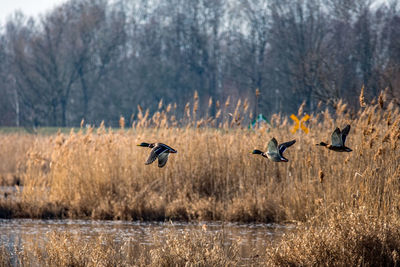 Flock of birds in the field