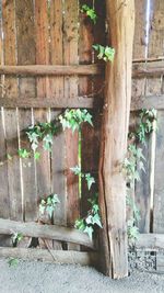 Close-up of ivy growing on door