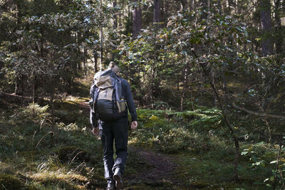 Rear view of man walking in forest