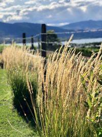 Close-up of crops growing on field against sky