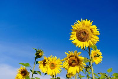 Close-up of yellow sunflower against blue sky