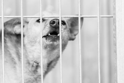 Close-up of dog in cage