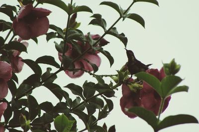 Close-up of leaves on tree